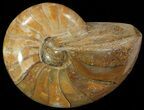 Polished Nautilus Fossil - Madagascar #67909-1